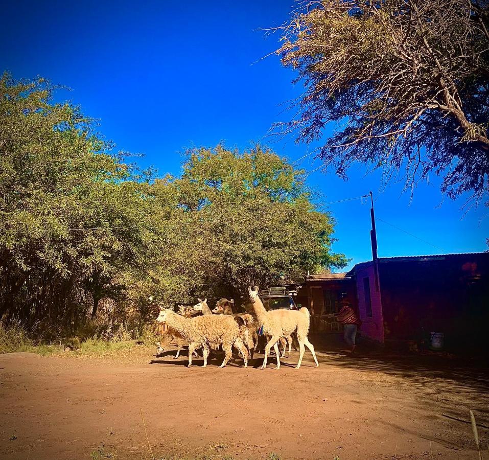 Suri Atacama - Eco H&T Guest House San Pedro de Atacama Ngoại thất bức ảnh